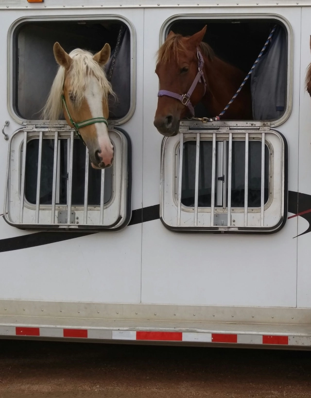 Vans chevaux